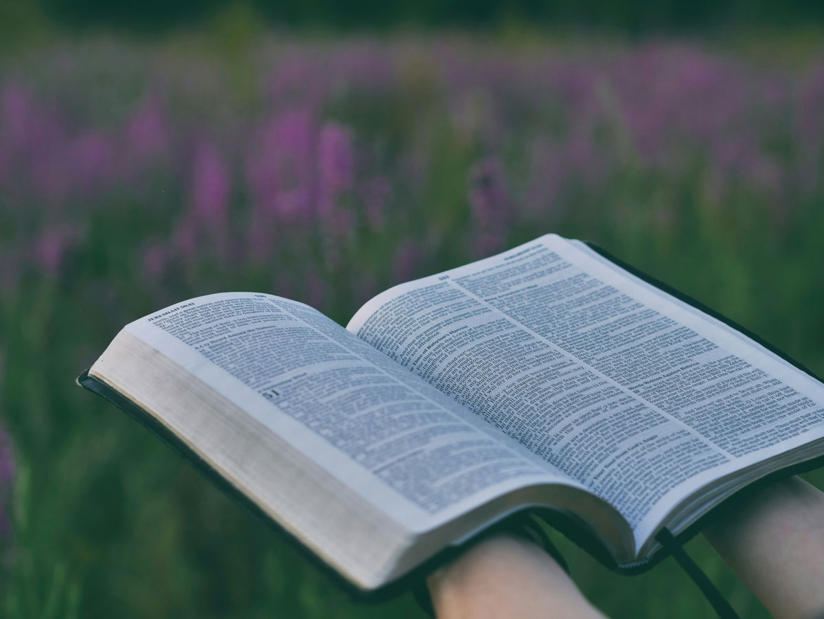 An open Bible in a flower field.